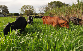 Ruraltins promove intercâmbio sobre manejo reprodutivo em bovinos de corte e leite