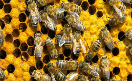 Até 2020, mais de 35 projetos científicos serão executados no Tocantins