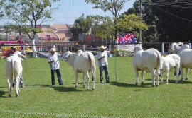 Ruraltins realiza ciclo de palestras na Exposição Agropecuária de Augustinópolis