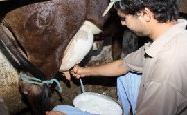 Ruraltins participa do dia técnico em boas práticas na bovinocultura leiteira em Palmas
