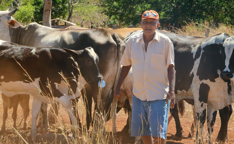 Criação bovina é uma das atividades da comunidade