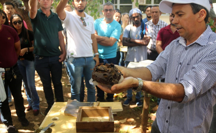 Oficina de meliponicultura 