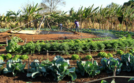 Encontro mostra às mulheres rurais como organizar um quintal de produção agroecológica