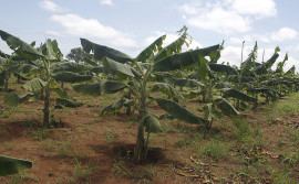 Agricultura e parceiros realizam o 3° Tecnifruti no Projeto Manuel Alves