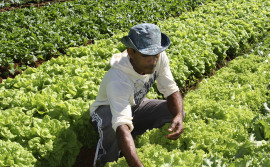 Governo inicia Programa de Aquisição de Alimentos e disponibiliza R$ 3 milhões para a compra de produtos da agricultura familiar