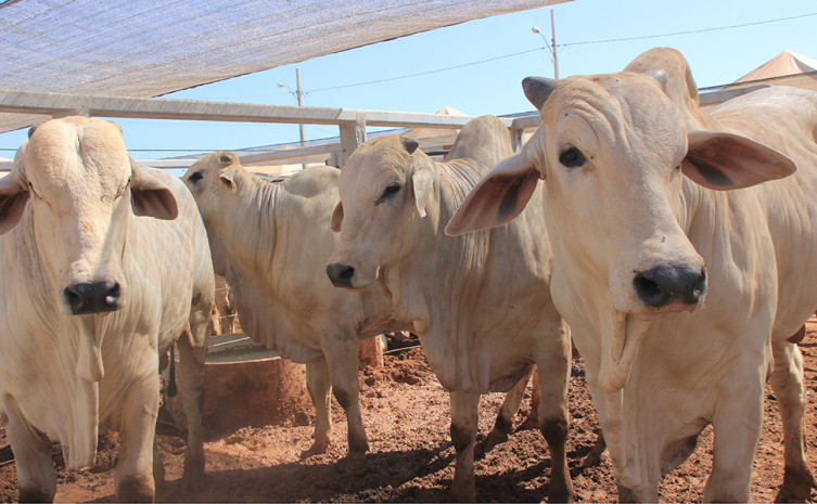 Fator que influenciou positivamente na composição do valor adicionado do IPM definitivo foi crescimento pecuária com 18,37% e da agricultura com 14,90%