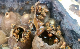 Oficina mostra as vantagens da criação de abelhas sem ferrão para geração de renda