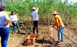 Assistência técnica do Ruraltins eleva renda e produtividade na agricultura familiar