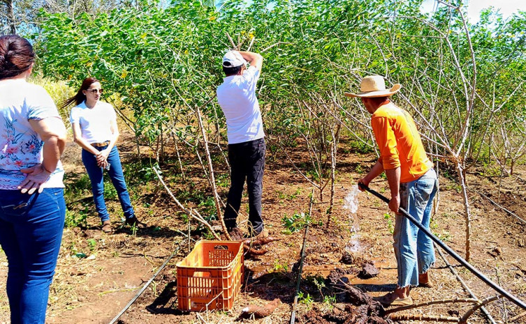 A produtividade na chácara Santa Maria já chega a mais de 50 toneladas de mandioca por hectare 