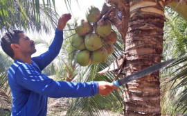 Em Tocantínia, agricultor comemora bons resultados com assistência técnica do Ruraltins