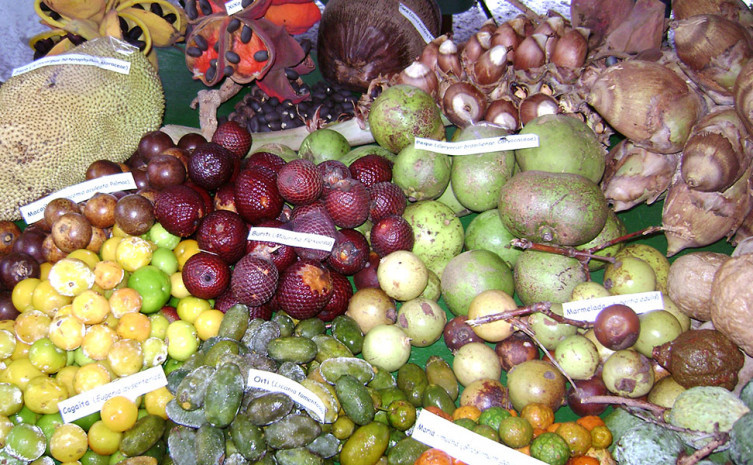 Frutos do cerrado tocantinense 