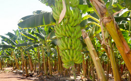 Governo do Estado elabora projeto de agroindústria para processamento de frutas 