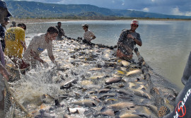 Simpósio do Desenvolvimento da Aquicultura mostra potencial da cadeia da produção de peixe no Tocantins