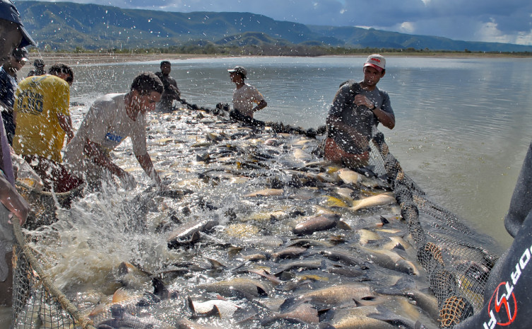 Produção de peixe no Tocantins
