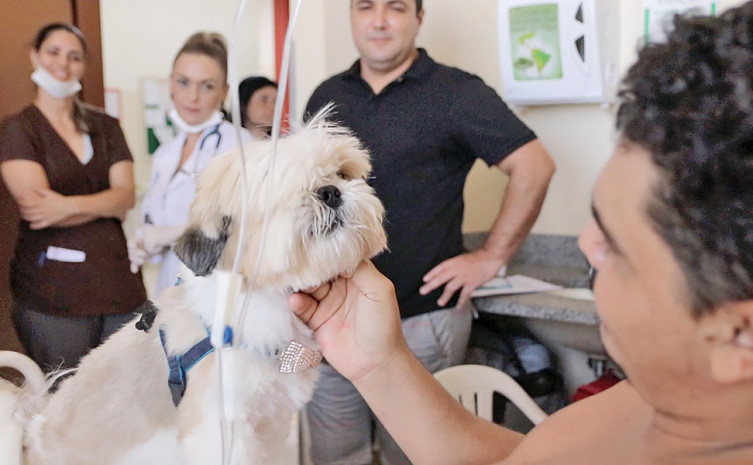 - Visita dos animais ajudam na recuperação dos enfermos no HGP