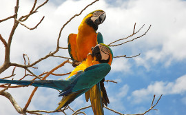 Jalapão recebe curso para formação de condutores de observação de aves