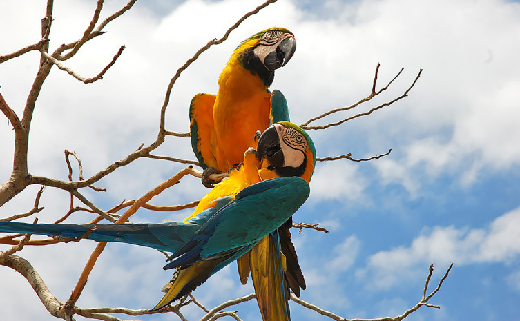 Jalapão está entre as regiões do Estado com grande potencial para a observação de aves