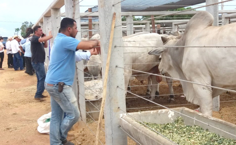 Exposição de animais na Pecshow 