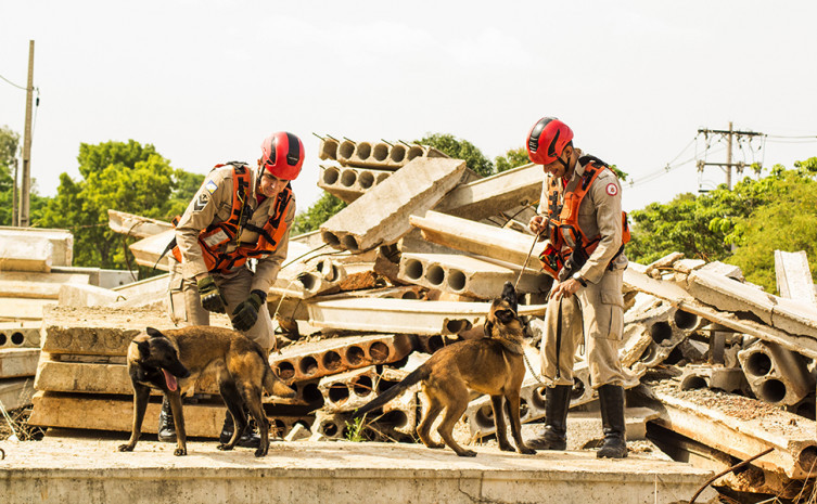 Equipe do Corpo de Bombeiros com Sky e Nanf em treinamento de busca em área com escombros