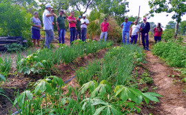 Diversidade produtiva gera renda na agricultura familiar em Wanderlândia
