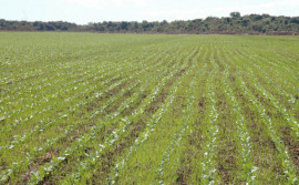 Plantio de soja no Tocantins atinge 30% da área a ser cultivada