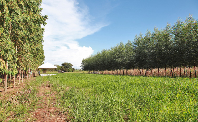 Integração lavoura-pecuária-floresta é uma das tecnologias  recomendadas pelo o Plano de Agricultura de Baixa Emissão de Carbono