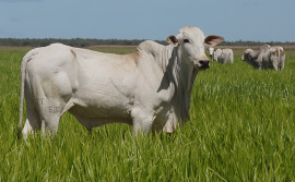Governo do Estado realiza seminário de Agricultura de Baixa Emissão de Carbono em Palmas