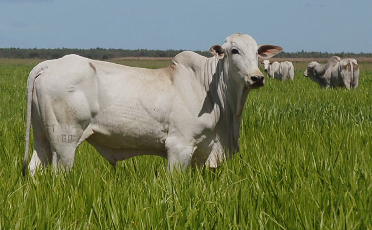 Tocantins reforça prática da agropecuária sustentável em seminário de Agricultura de Baixa Emissão de Carbono