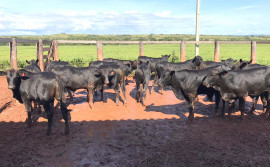 Ruraltins expõe caso de sucesso do Plano ABC Corte em Seminário Estadual de Agricultura de Baixa Emissão de Carbono