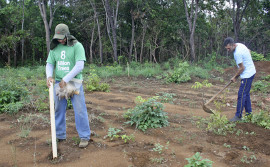 Ruraltins e parceiros vão promover o plantio de 40 mil árvores em distintas regiões do Tocantins