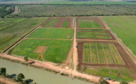 Centro de Pesquisa da Unitins em Formoso inicia experimento de consórcio de arroz com açaí para beneficiar pequenos produtores