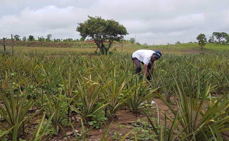 Agricultor aumentou produtividade com assistência técnica do Ruraltins
