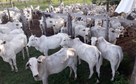 Com suporte técnico do Ruraltins, propriedade alcança índices de 70% em reprodução bovina por inseminação artificial
