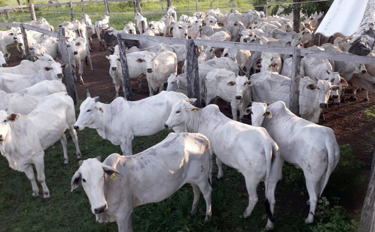 Acompanhamento e trabalhos de inseminação têm garantido produção mais rápida, com mais prenhez, e ainda melhoramento das crias