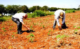 Governo instala projeto experimental de mandioca no Centro Agrotecnológico de Palmas