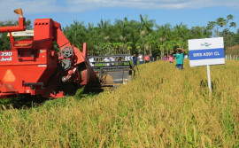 Governo realiza ação de desenvolvimento sustentável na agricultura e pecuária para viabilizar recuperação de áreas degradadas