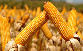 Tocantins tem expectativa de crescimento de 24,8% na área plantada do milho primeira safra 2019/2020