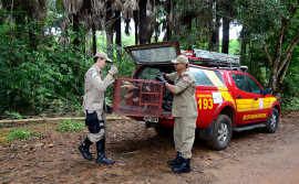 Tamanduá-mirim é resgatado por bombeiros militares no centro de Palmas