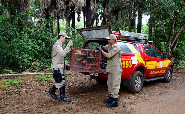 Capturado pelos bombeiros militares, o tamanduá-mirim foi solto na mata