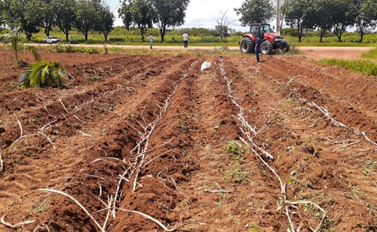 Plantio do capim elefante BRS capiaçu no Centro Agrotecnológico de Palmas