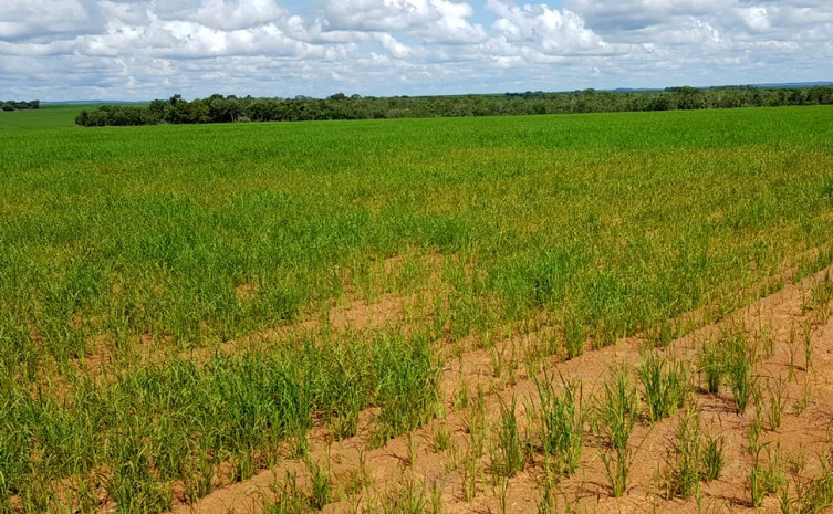 Unidades  terão como finalidade difundir a tecnologia do manejo do arroz consorciado ao capim forrageiro para formação e recuperação de pastagem