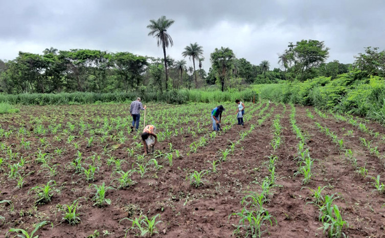 Plantio é feito no formato de sistema Agroflorestal, através da semeadura direta de árvores