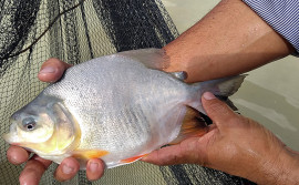 Ação integrada do Governo beneficia comunidades quilombolas com 17 mil alevinos para produção de peixes