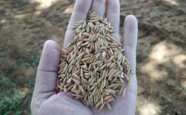 Unidade Demonstrativa da cultura de arroz consorciado com  forrageiras é implantada em Peixe