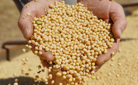 Previsões agrometeorológicas auxiliam no planejamento para cultivo de grãos no Tocantins