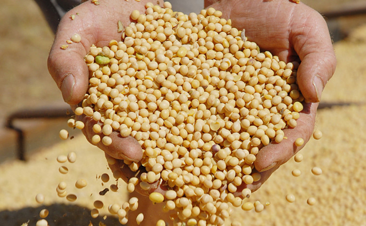 A soja continua sendo a maior produção de grãos no Tocantins