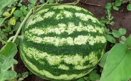 Produtor transforma pequena área em farta produção de alimentos com assistência técnica do Ruraltins