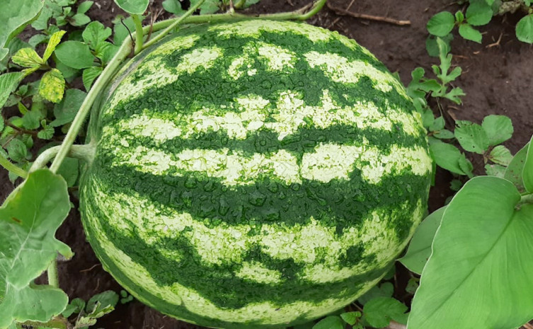 Melancia é uma das frutas cultivadas pelo produtor