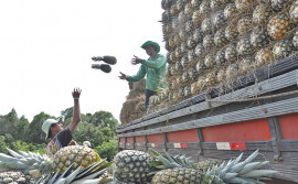 Produção de frutas no Manuel Alves tem perspectiva de crescimento de 15% 