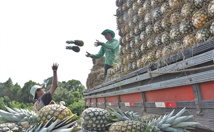 Perspectiva é alcançar 12 mil toneladas de frutas na próxima colheita